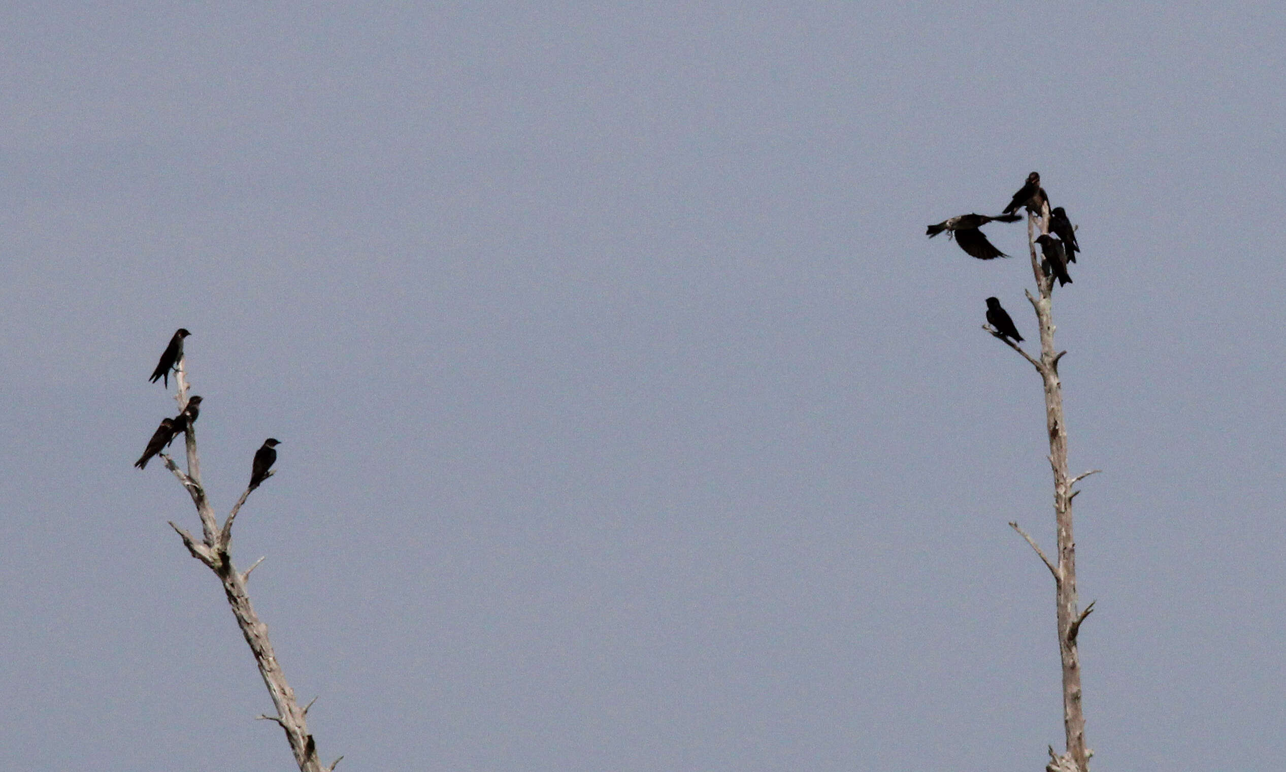 Image of Purple Martin