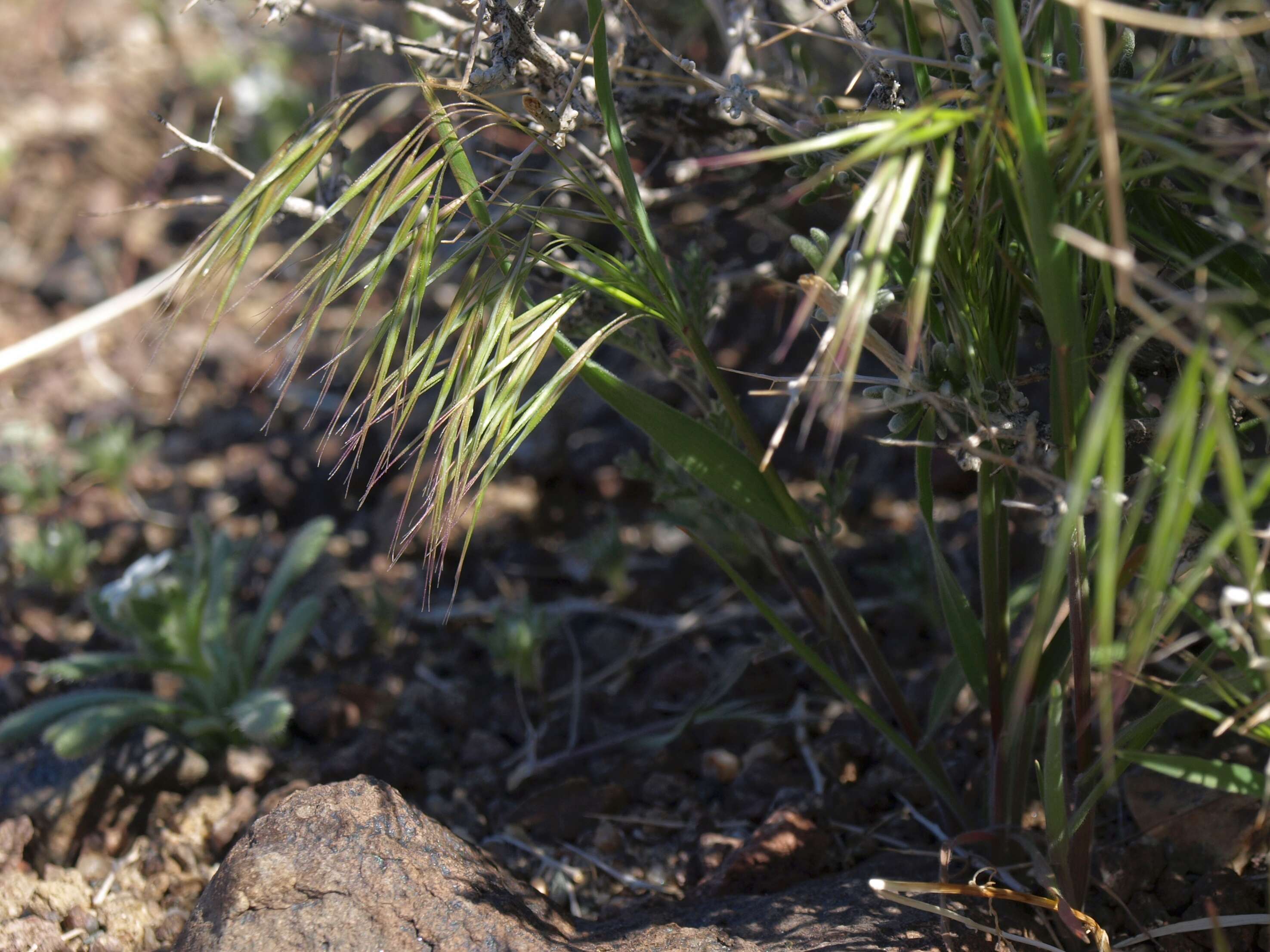 Imagem de Bromus tectorum L.