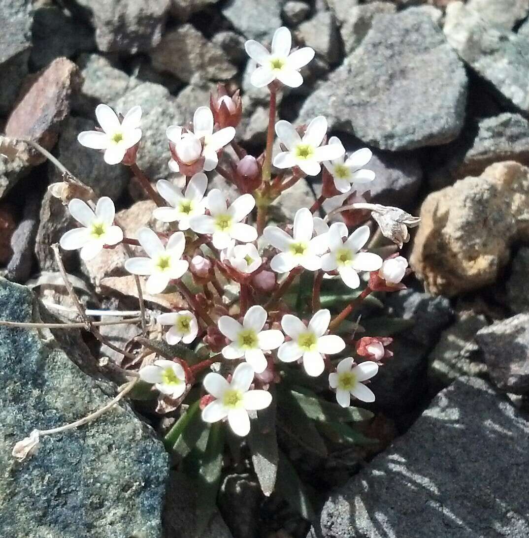 Image of sweetflower rockjasmine