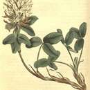 Sivun Trifolium canescens Willd. kuva