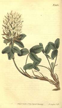 Image of graying clover