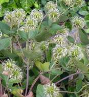 Sivun Clematis albicoma Wherry kuva