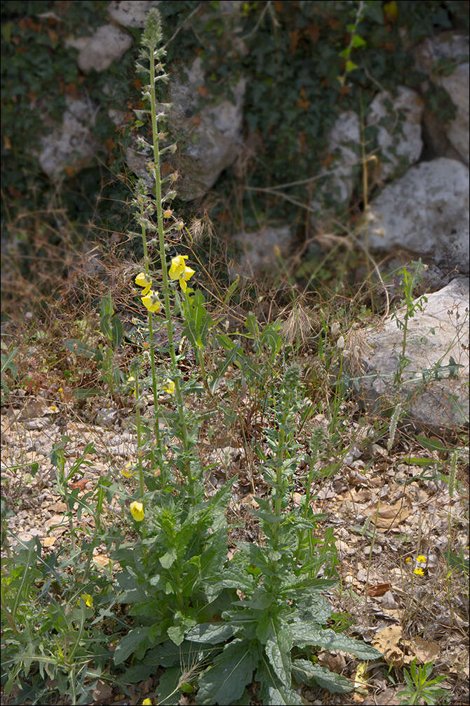 Image of moth mullein