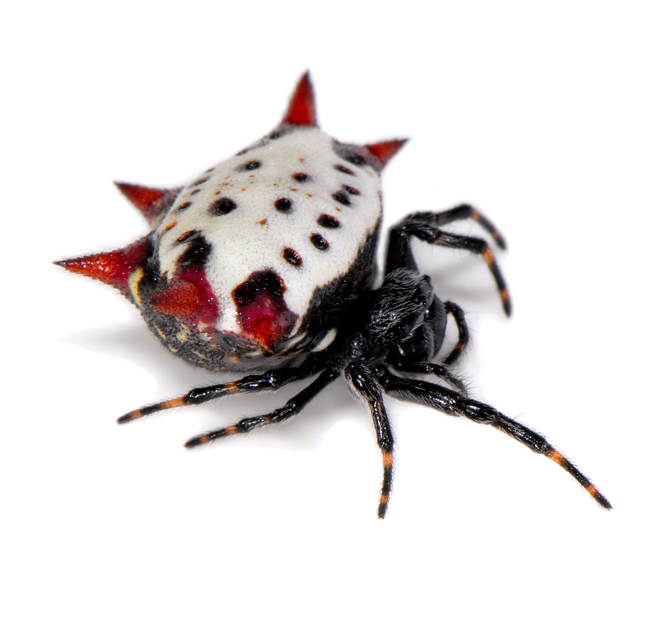 Image of Spiny orb-weaver