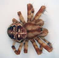 Image of Garden spider