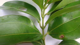 Miconia cinnamomifolia (DC.) Naud.的圖片