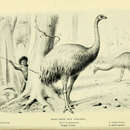 Dinornis giganteus Owen 1844 resmi