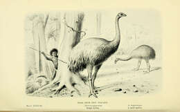 Dinornis Owen 1843 resmi