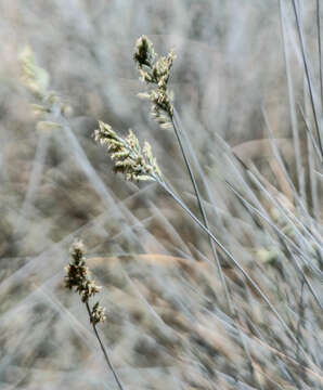 Image of fescue