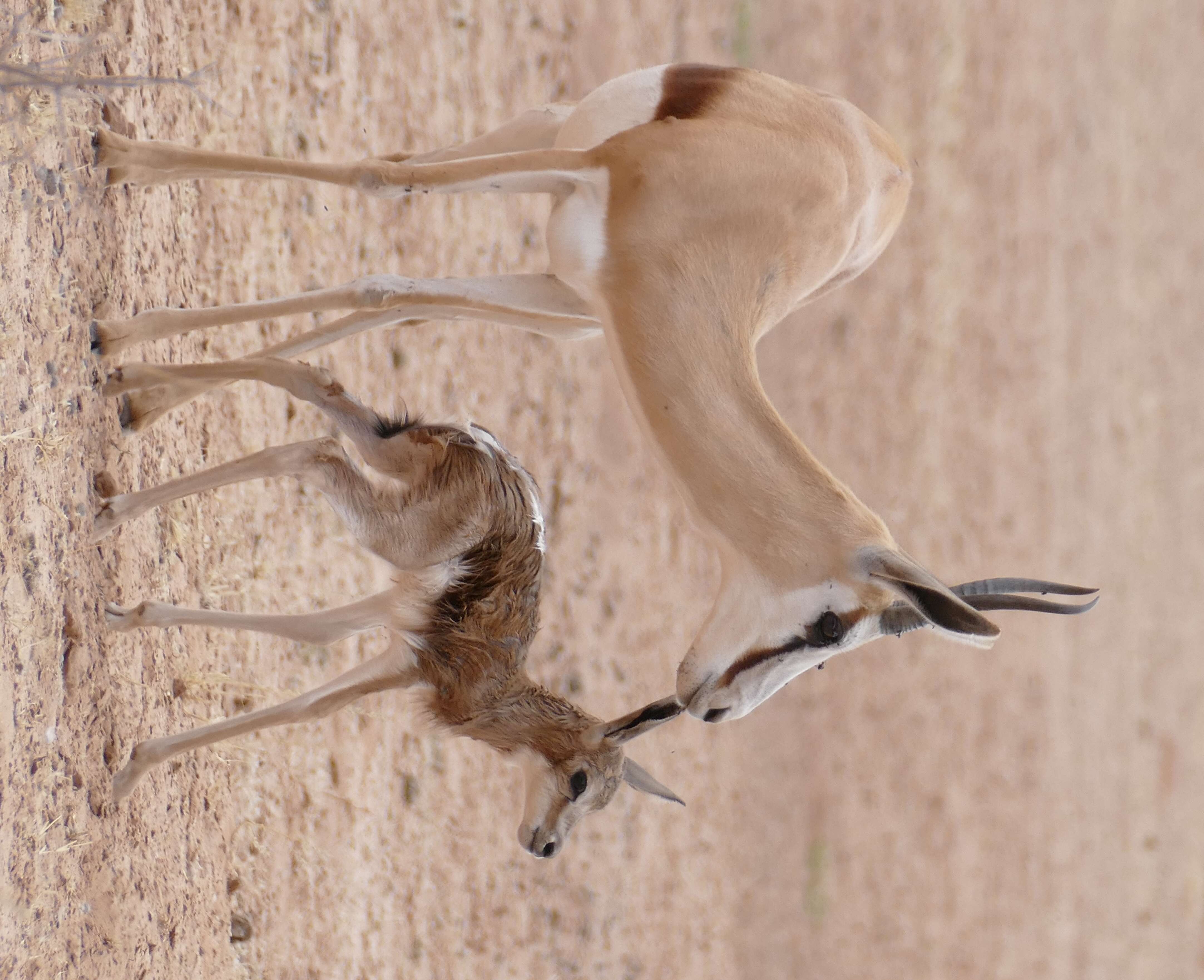 Image of Springbok