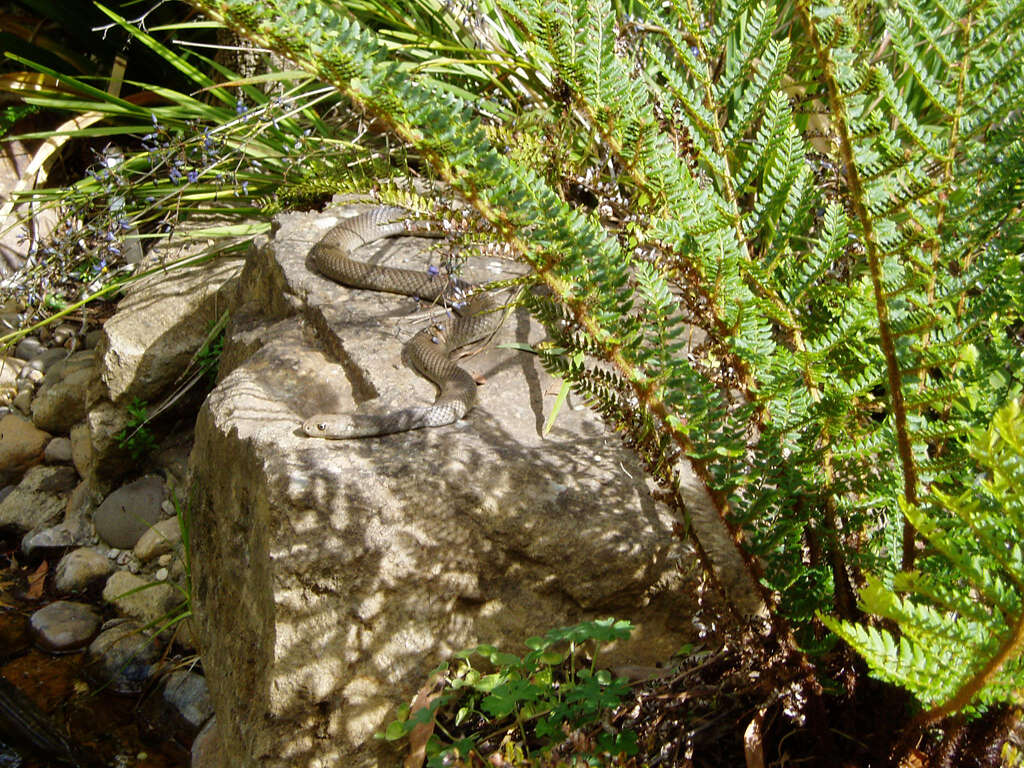 Image of Eastern brown snake