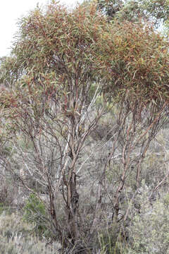 Image of Eucalyptus foecunda Schau.