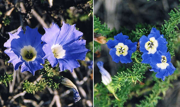 Image of Chilean bell flower