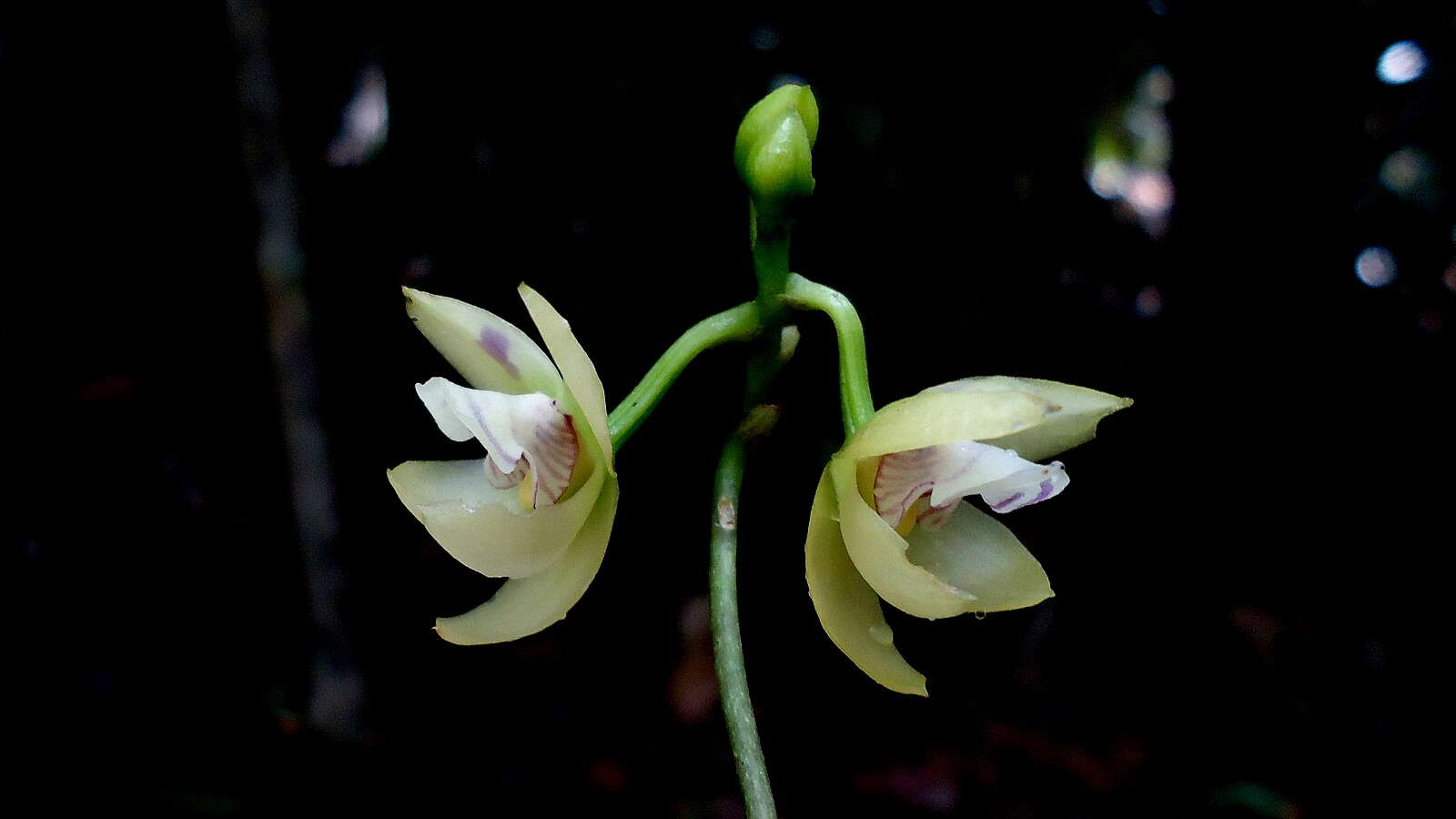 Imagem de Koellensteinia spiralis Gomes Ferreira & L. C. Menezes