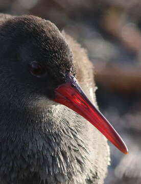 Image of African Rail