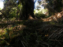 Image of raffia palm