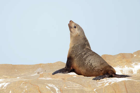 Image of Afro-Australian Fur Seal