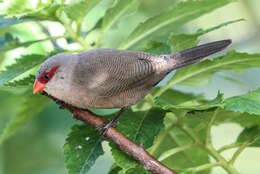 Image of Common Waxbill