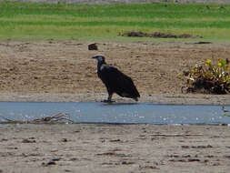 Image of Sea eagles