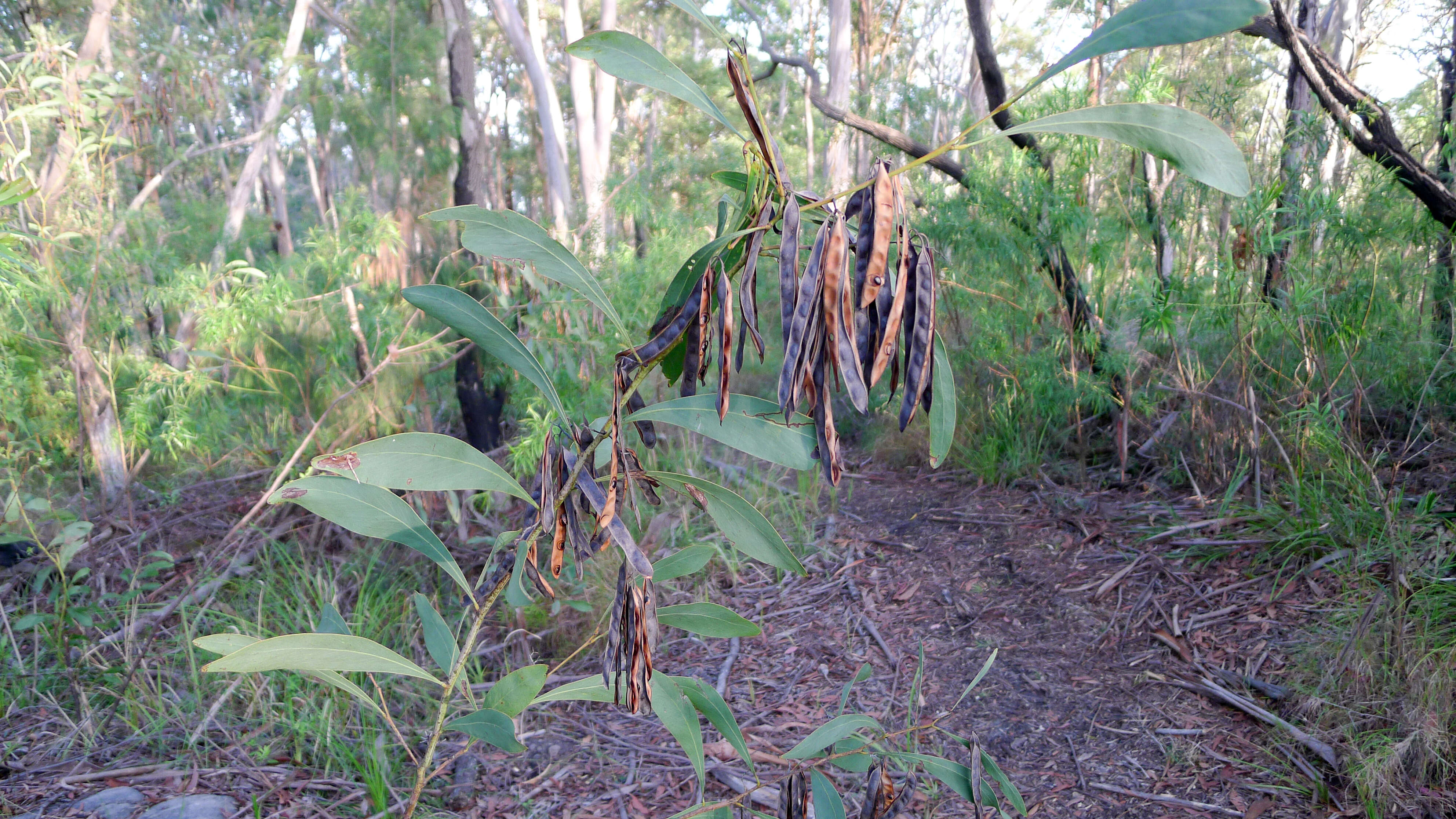 Image of Acacia falcata Willd.