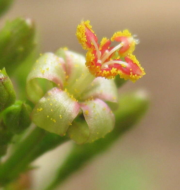 Image of Jatropha variifolia Pax