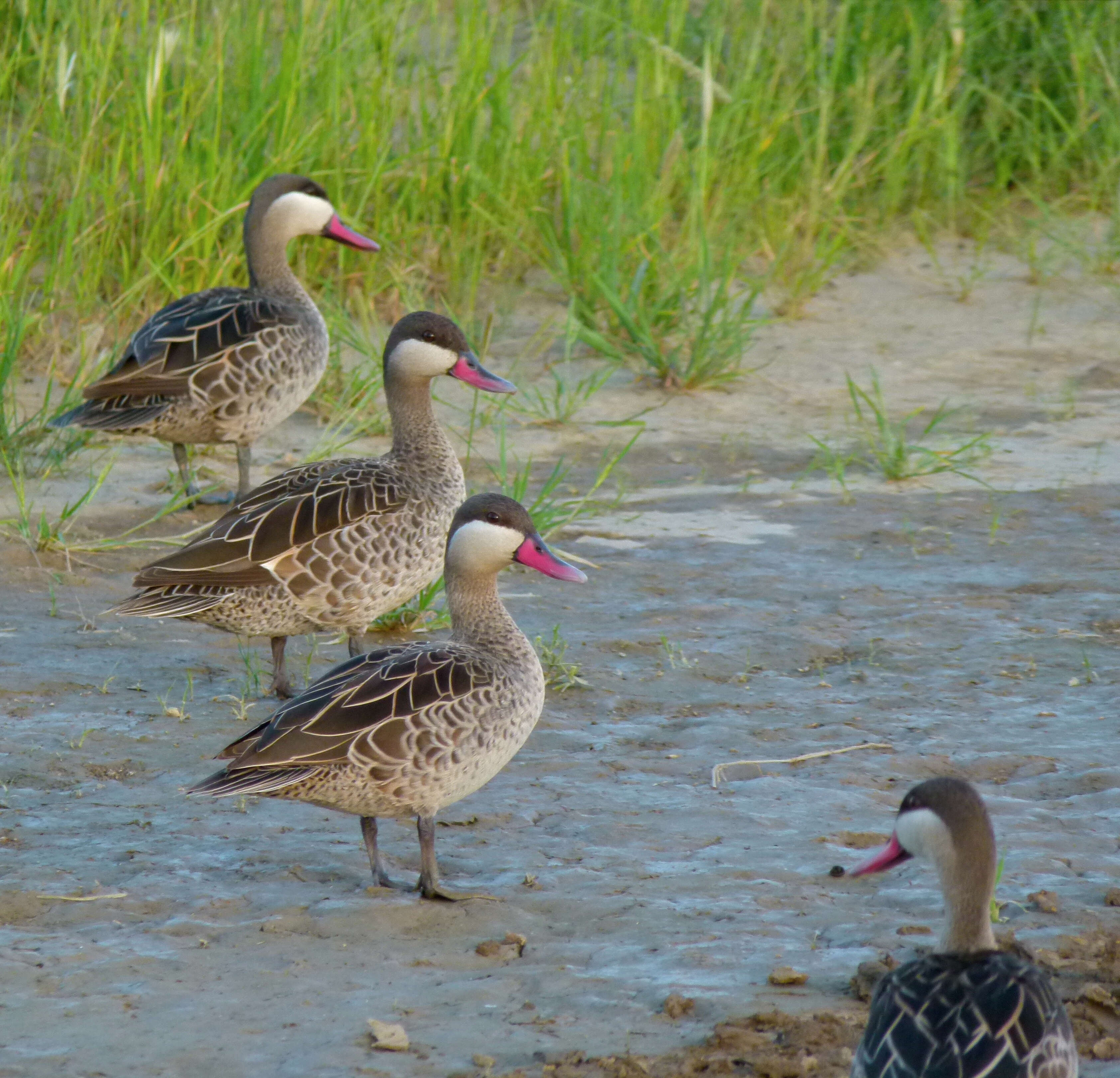 Image of Red-billed Teal