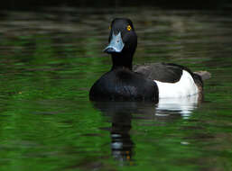 Image of Tufted Duck