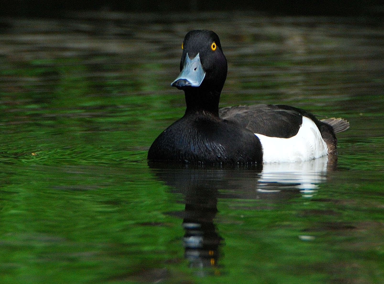 Image of Tufted Duck