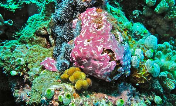 Image of Yellow encrusting ascidian