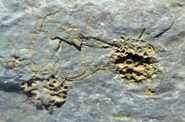 Image de Eocrinoidea