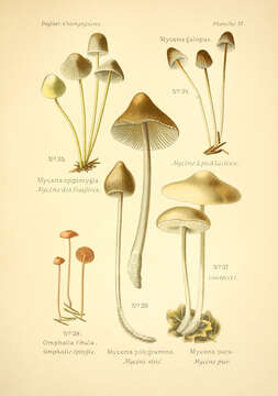 Image of Bonnet Mushroom