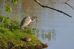 Image of Grey Heron