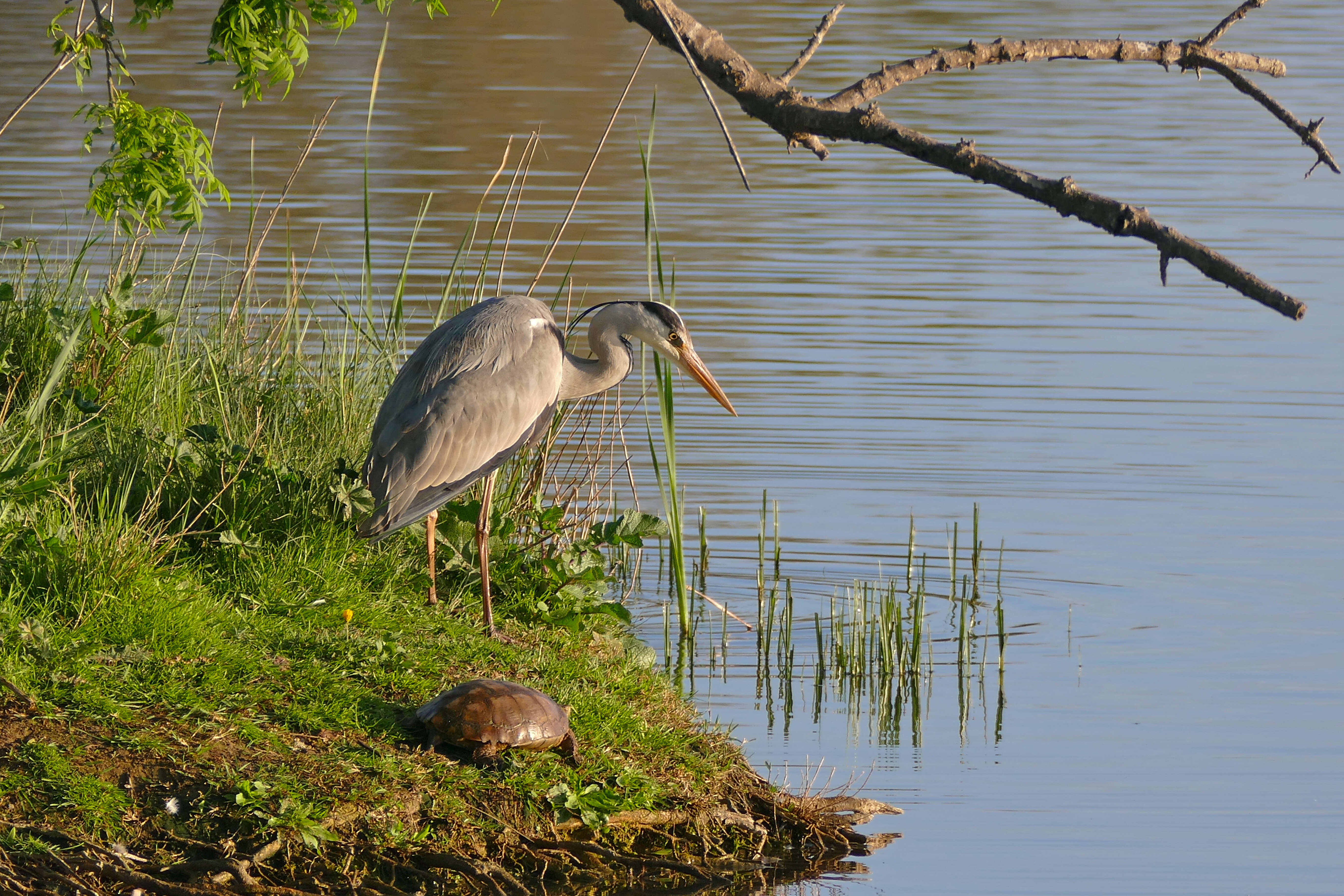 Image of Grey Heron