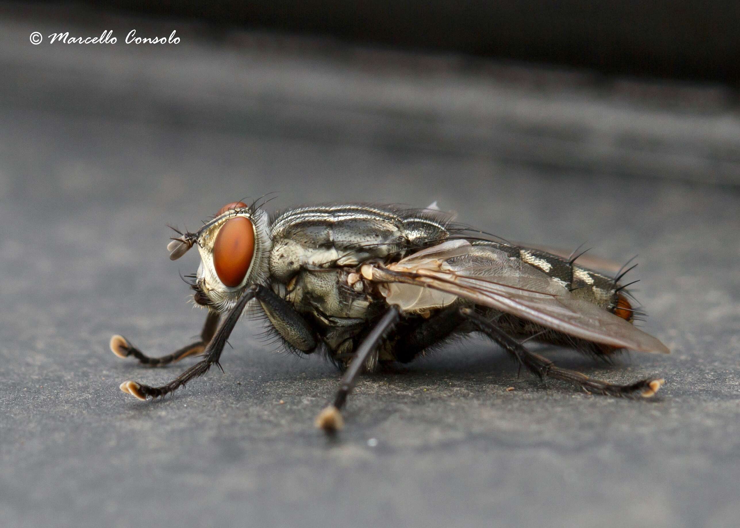 Image of flesh flies