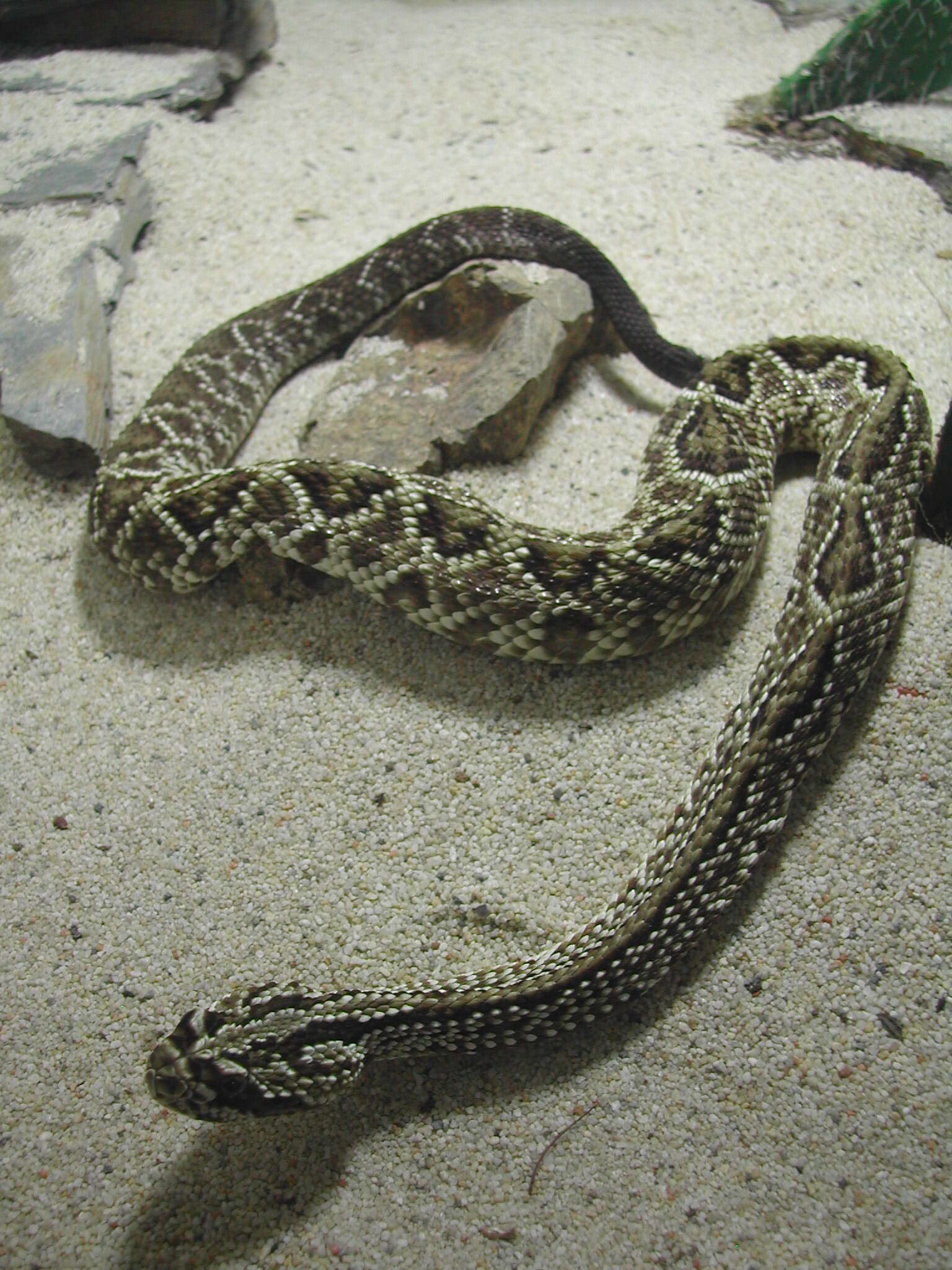 Image of Crotalus Linnaeus 1758