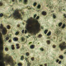 Imagem de Chroococcus ercegovicii Komárek & Anagnostidis 1994