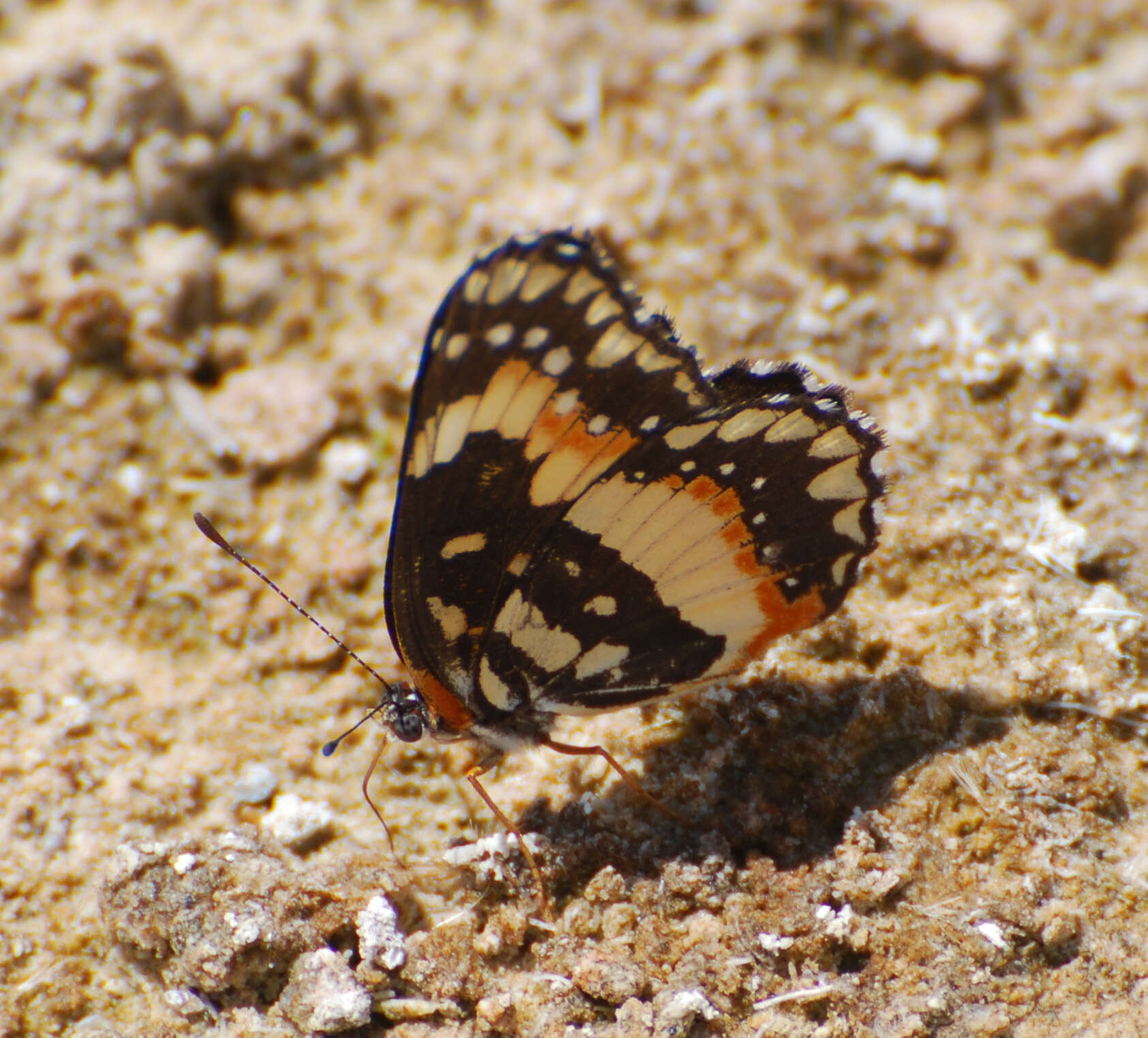 Image of Bordered Patch