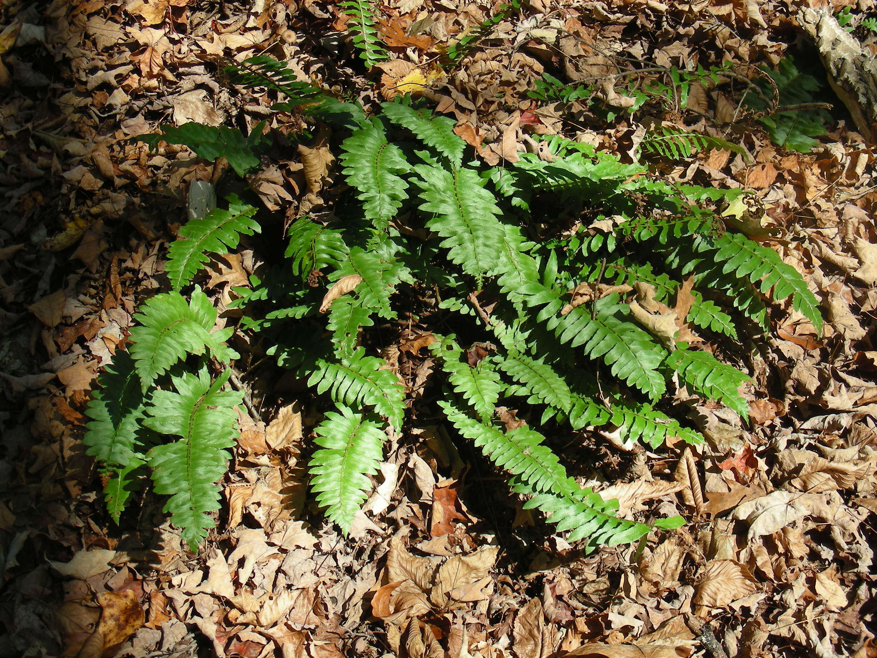 Image of hollyfern