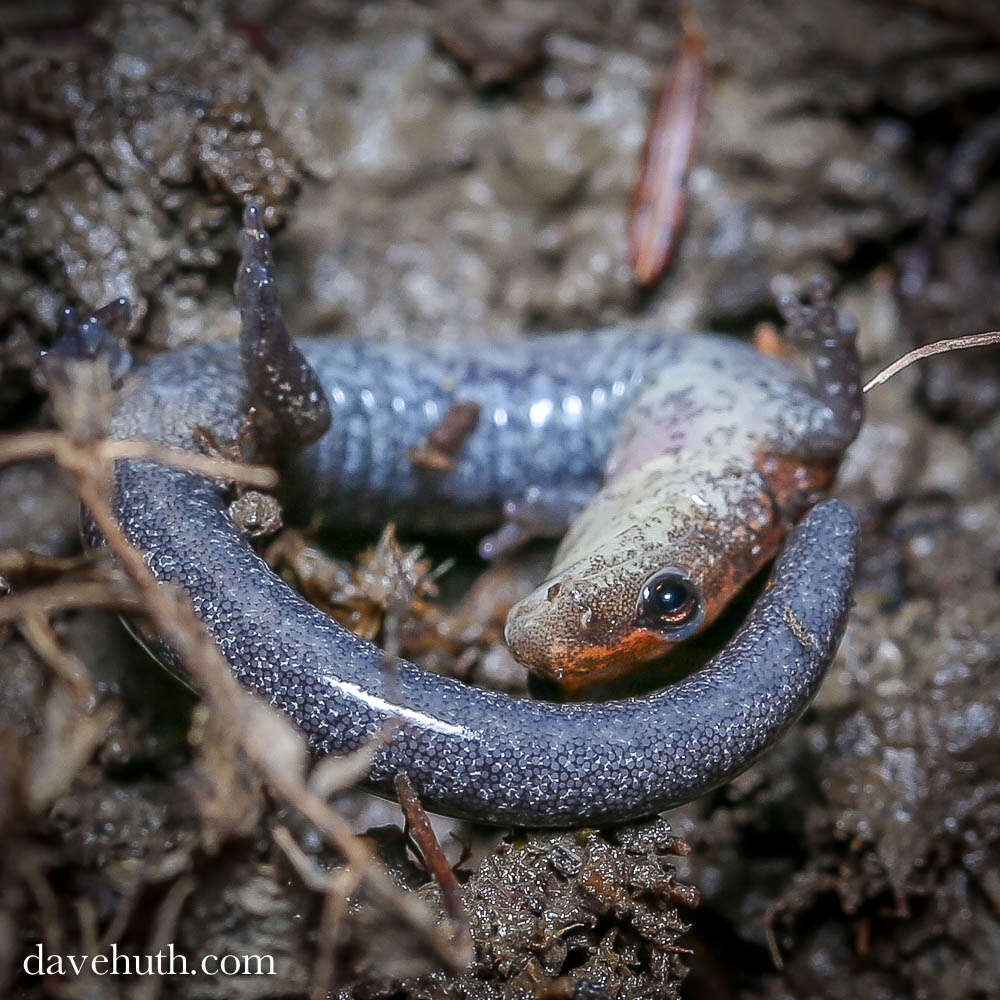 Plethodon cinereus (Green 1818) resmi