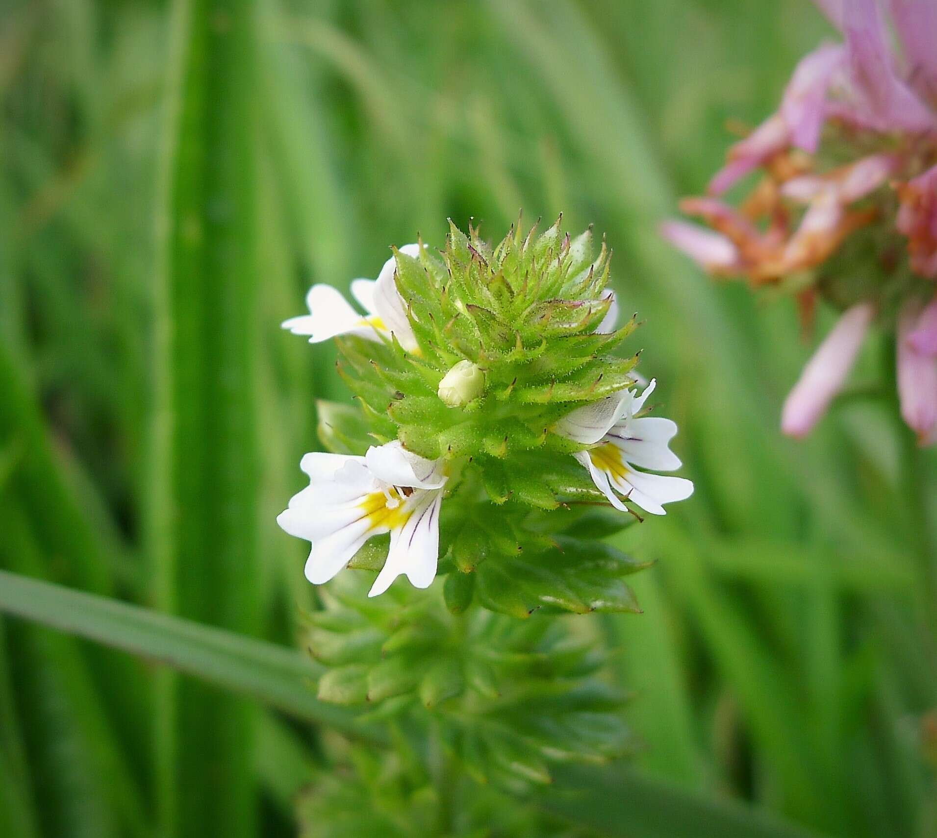 Imagem de Euphrasia officinalis L.