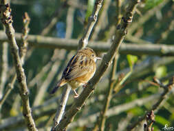 Image of Fan-tailed Cisticola