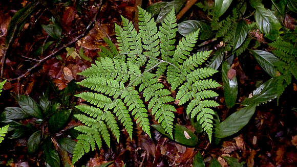 Triplophyllum hirsutum (Holtt.) J. Prado & R. C. Moran的圖片