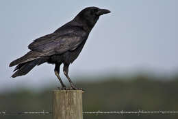 Image of Corvus Linnaeus 1758