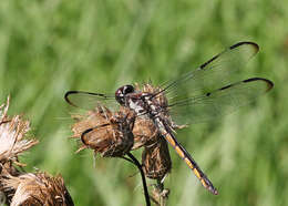 Image of Bar-winged Skimmer