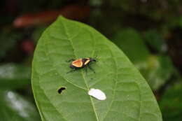 Image of Bromeliad Weevils