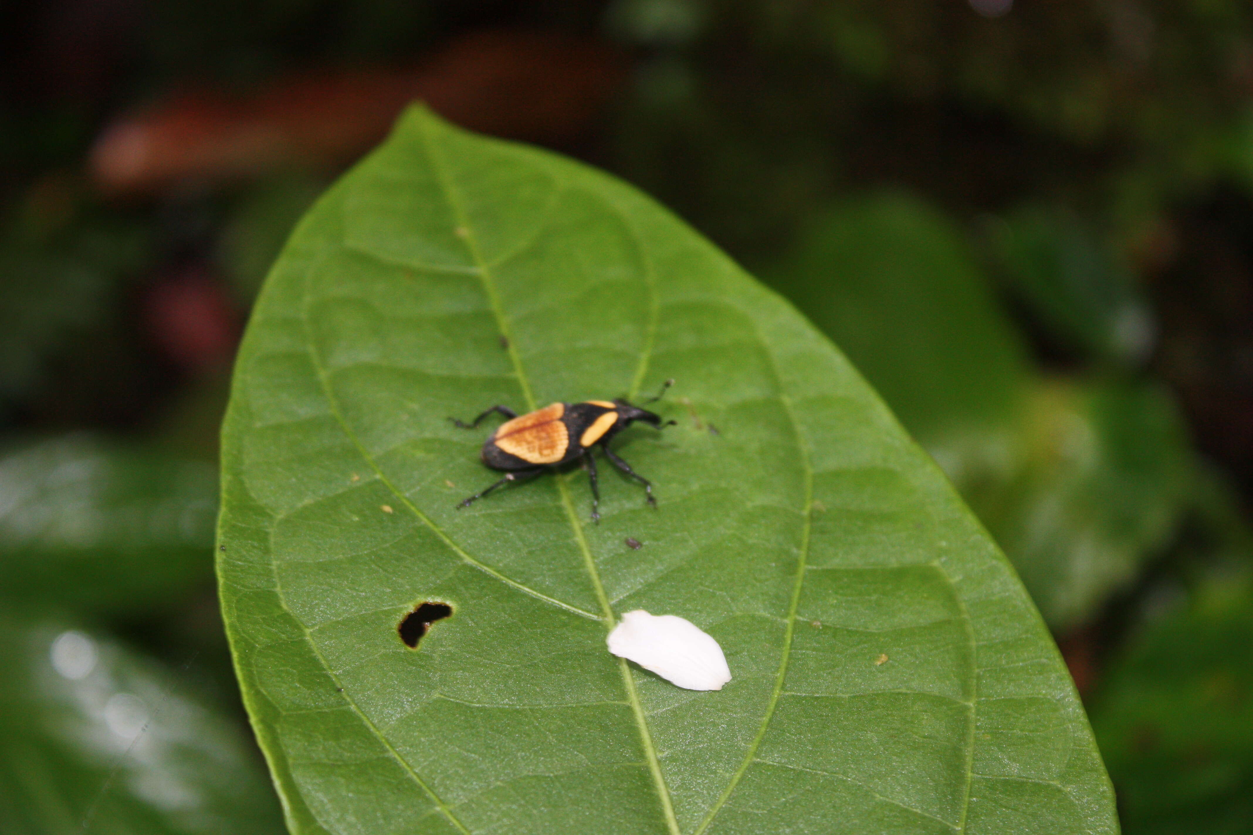 Image of Bromeliad Weevils