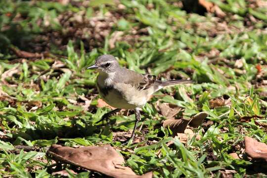 Image of Cape Wagtail