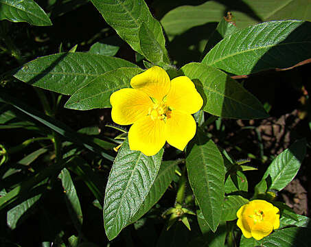 Plancia ëd Ludwigia peploides subsp. montevidensis (Spreng.) Raven