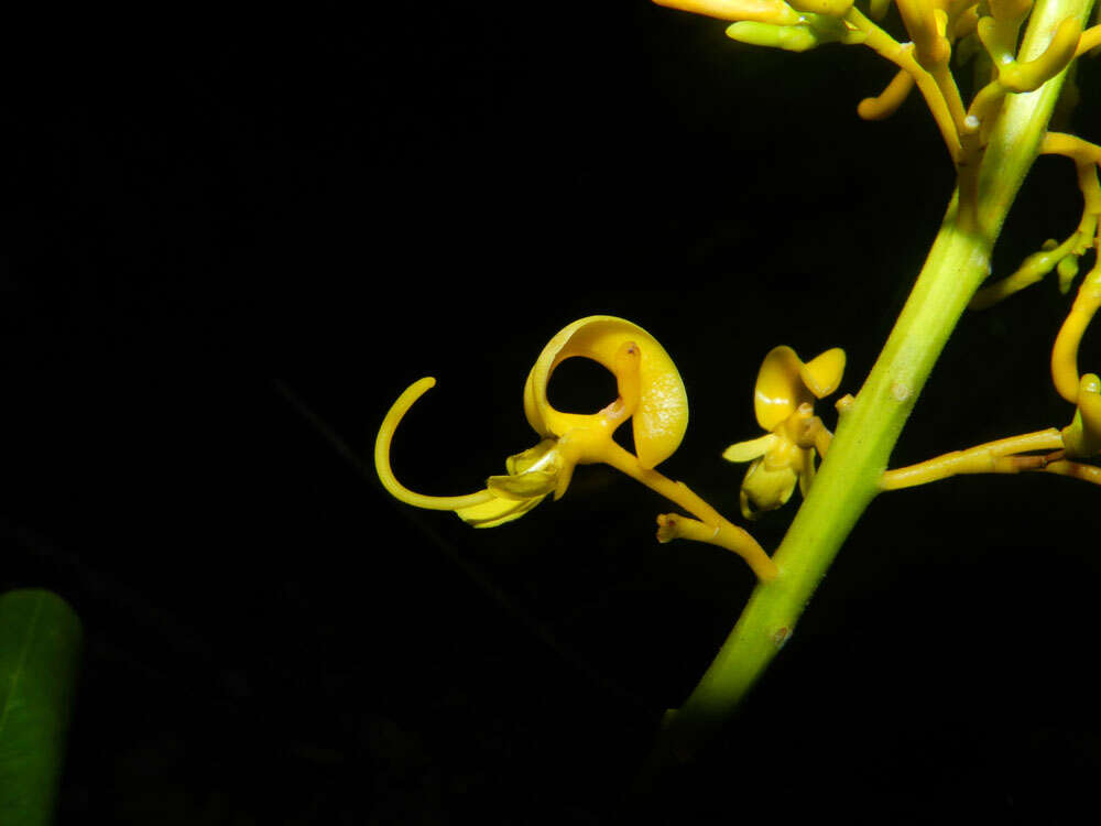 Image of Vochysia guatemalensis J. D. Smith