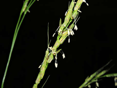 Image of Broad-Leaf Rice